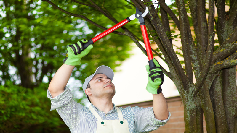 Emerald Ash Borer in Littleton, CO: A Growing Threat to Local Ash Trees