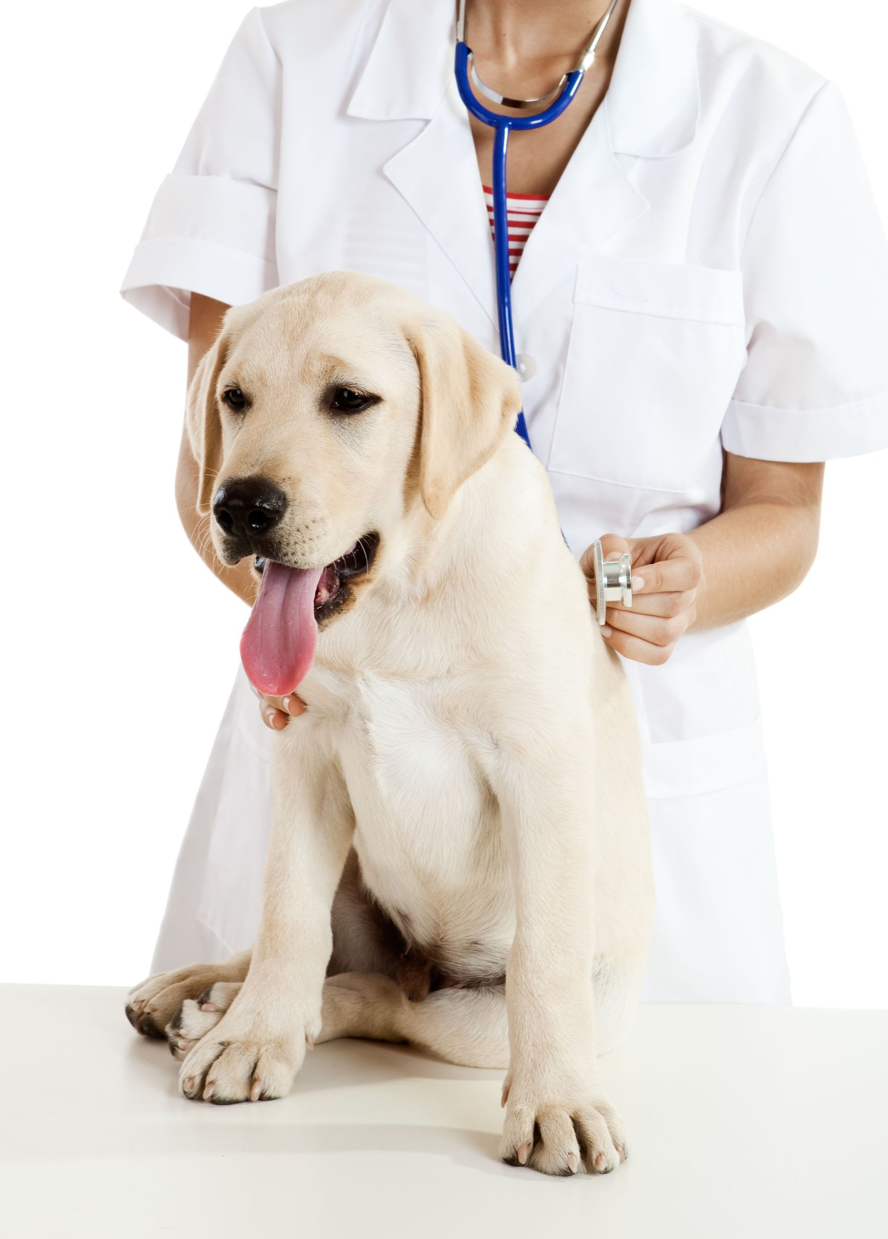 What to Look for in a Veterinarian in Riverside, CA