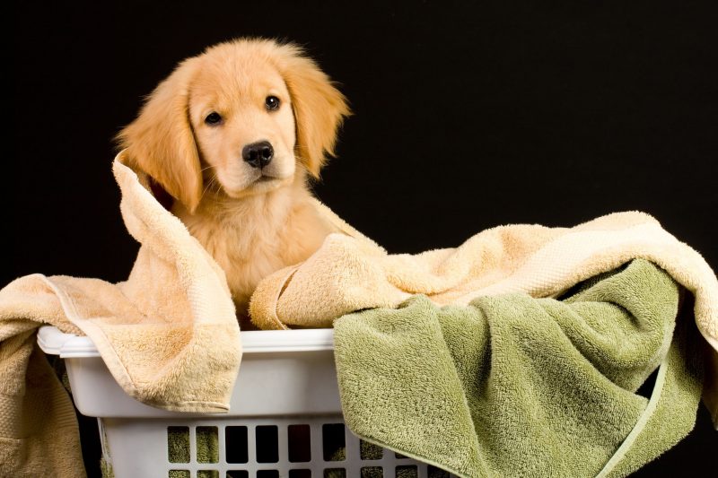 What to Expect With Boarding Your Dog In Luxury