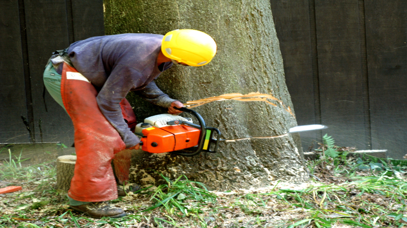 Expert Tree Removal in Kettering, OH: Ensures Safe and Efficient Tree Management