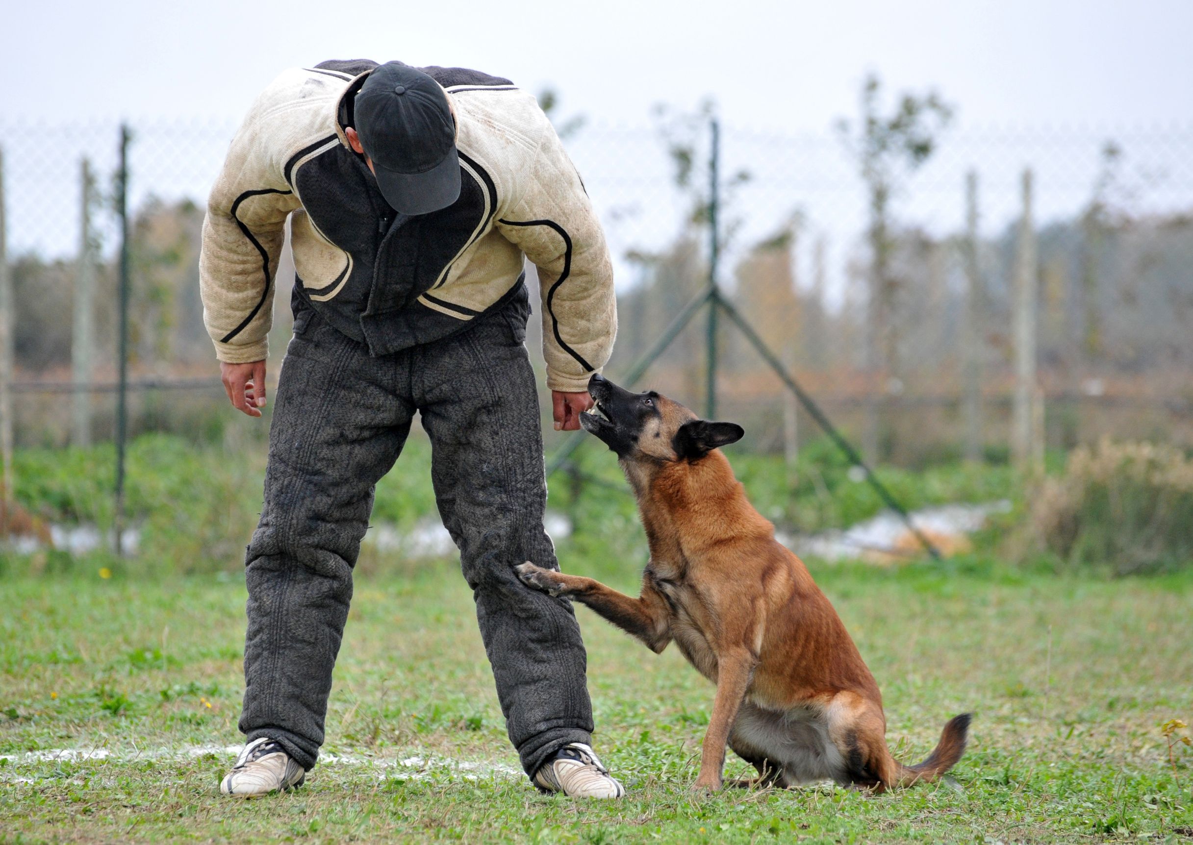 Chicago Obedience Training is One of the Best Gifts You Can Give Your Dog