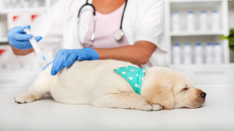 Points to Consider When Deciding on an Animal Hospital in Joppa, MD