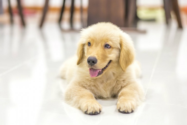 2 Types of Pet Care Products to Offer and Provide Your Clients in CA