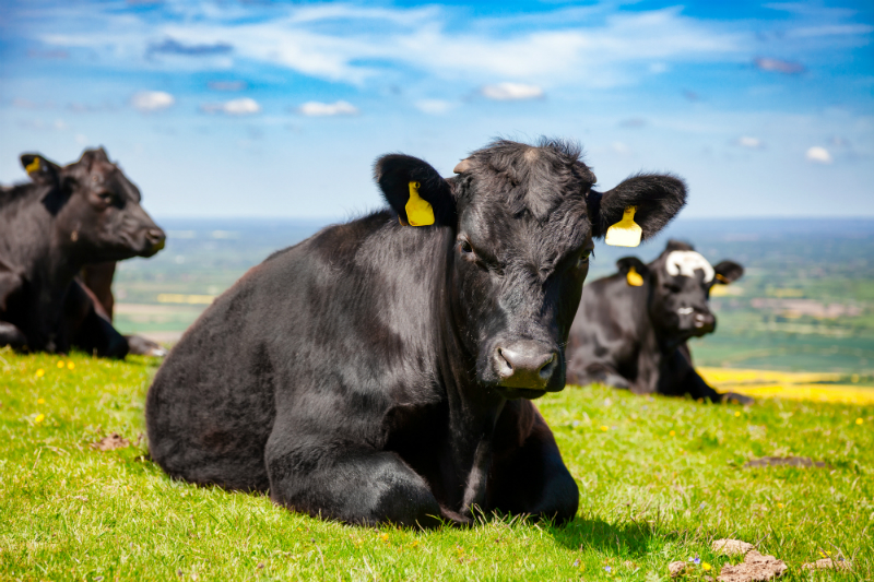 The Finest Beef Cattle in the U.S. Sold by the Premier Beef Cattle Producer