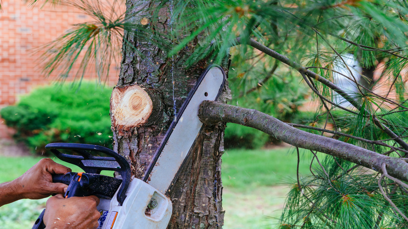 Tree Pruning Services in Gig Harbor, WA – Expert Care to Keep Your Trees Strong, Safe, and Stunning Year-Round!