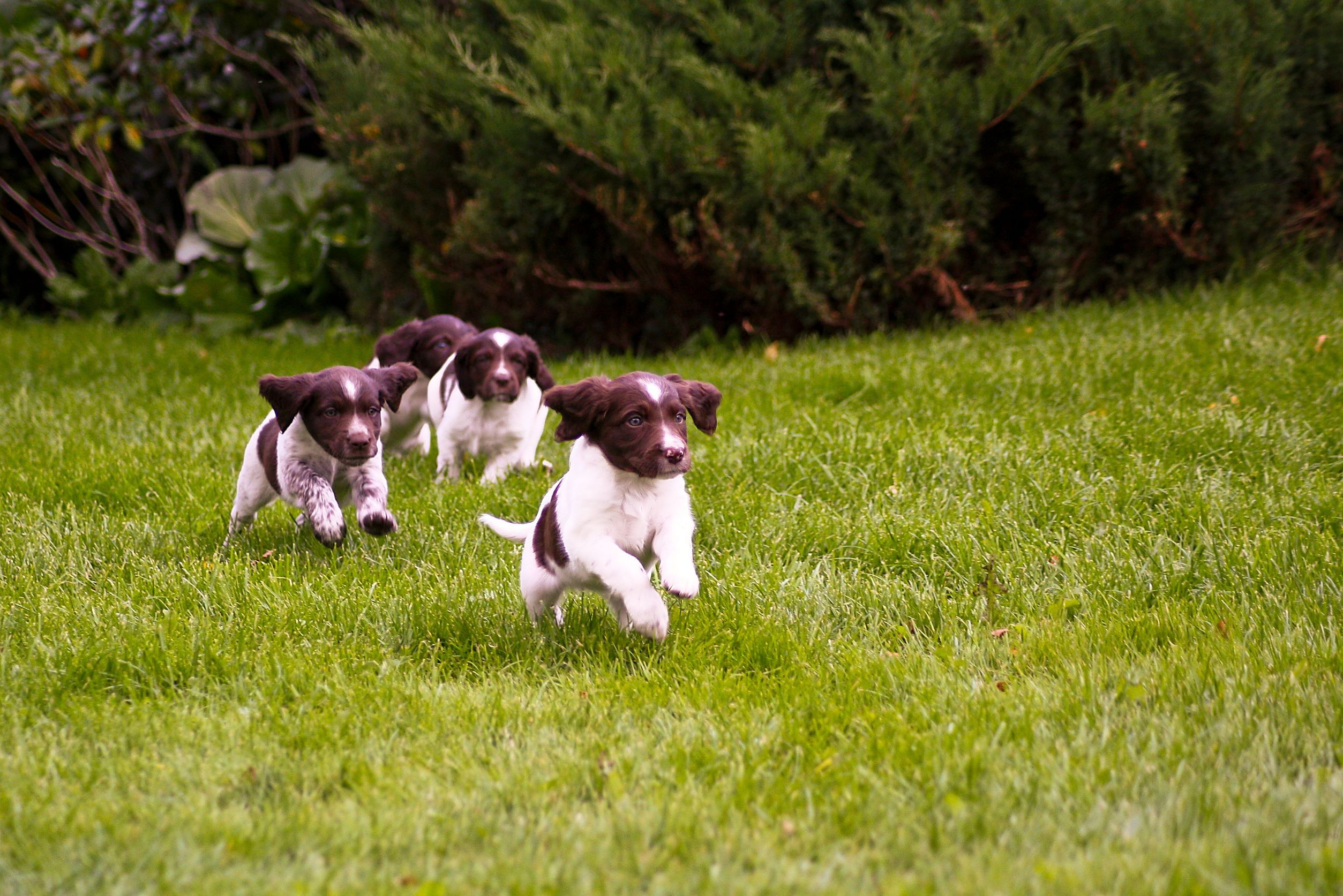 Trust the Right Pet Daycare Center in Denver to Take Good Care of Your Pets