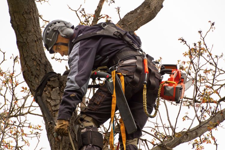 Three Reasons To Hire A Tree Service In Middleburg FL This Spring