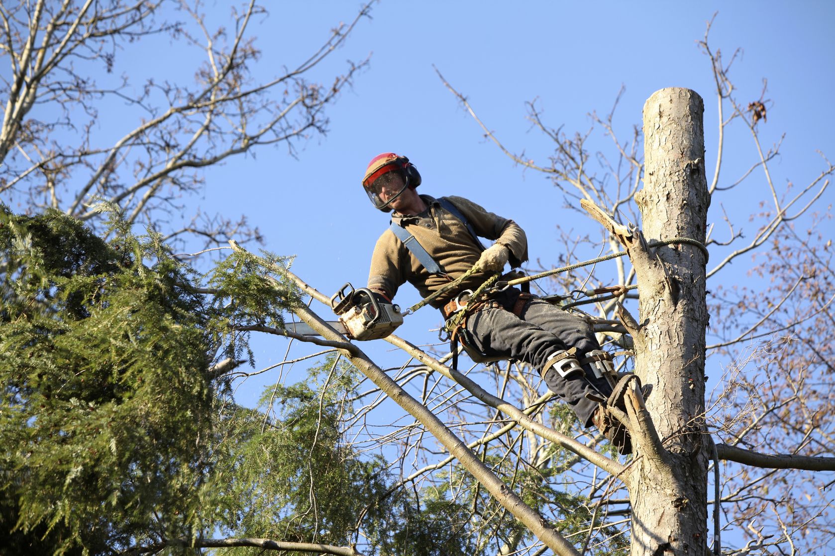 Why is a Good Tree-Trimming Company in Carson City, NV, So Important?