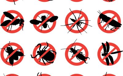 How Pest Control Services in Rochester, MN, Can Prevent Future Infestations