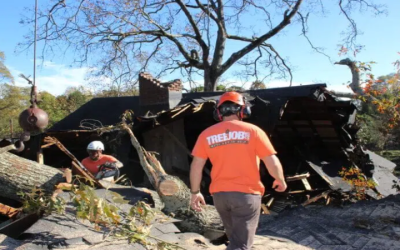 Enhancing Urban Landscapes: The Role of a Tree Company in Atlanta, GA